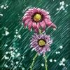 "Petalled Rain "