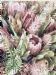 Protea Blooms