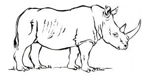 " African White Rhino Ink Sketch"