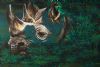 "Rhino on Brink"