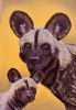"Wild Dog - Mom & Baby"