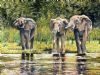 "Elephants Driniking"