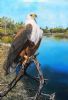 "African Fish Eagle"