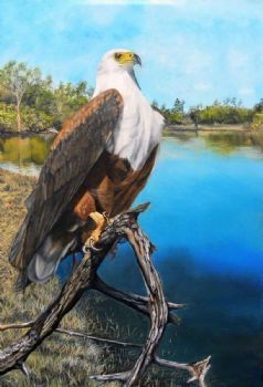 "African Fish Eagle"