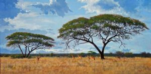 "Acacia Veld Near Phabeni Gate"