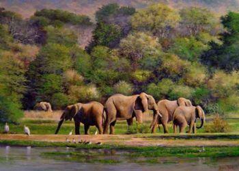 "Elephants, Crocodile River Near Malelane"