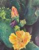 "Cactus Flower 1"