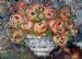 Antique Roses 