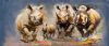 "Rhino Conservation Project Phase 1"
