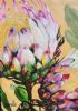 "Protea Perfection"