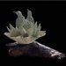 Sunbird on Protea and Driftwood 