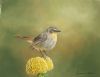 "Cape Robin Chat"
