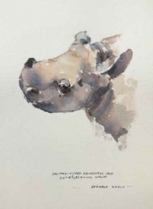 "White Rhinoceros calf"