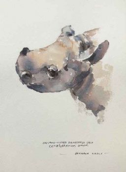 "White Rhinoceros calf"