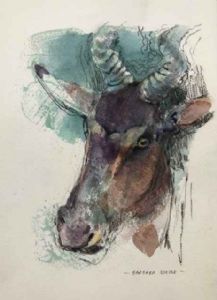 "Red Hartebeest"