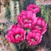 "Burst of Pink"