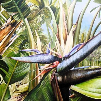 "Strelitzia Nicolai"