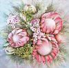 "Regal Blush"