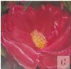 "Glistening hot pink flower up close "