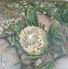 "Limestone Sugarbush Protea"