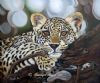 "Little Leopard"