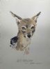 "Black Backed Jackal"