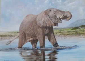 "Elephant in Water"
