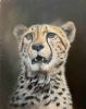 "Cheetah"