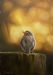 Little Robin