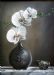 White Orchid 