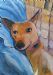 Relaxed Doggy 