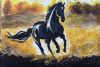 "Wild Stallion "