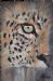 Leopard in Focus