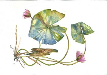 "Pressedwaterlily"