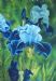 Whisper of Indigo