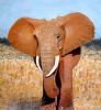 "African Elephant"