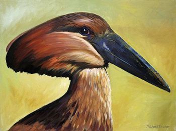 "Hamerkop"