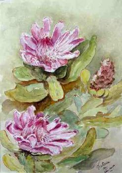 "Pink Proteas"