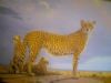 "Cheetahs"