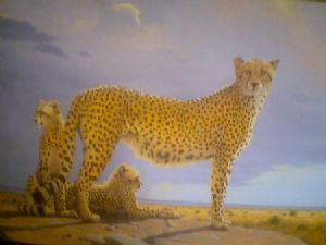 "Cheetahs"
