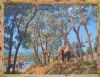 "Elephants and Jackalberry Trees"