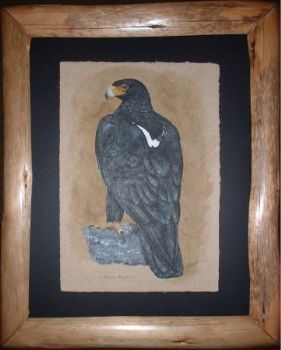 "Black Eagle on handmade river reed paper"