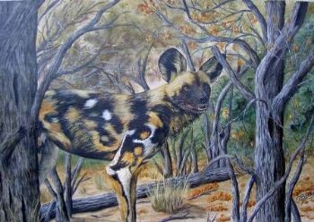 "Wild Dog in bush"