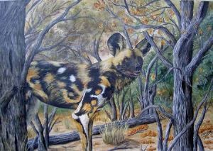 "Wild Dog in bush"