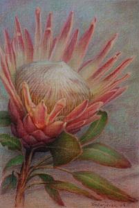 "Protea Giant"