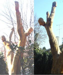 "Free Tree"