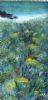 "Sea Fynbos, Pringle Bay"