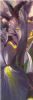 "Irises"