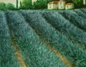 "Lavender field"