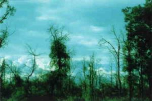 "Weird Trees"